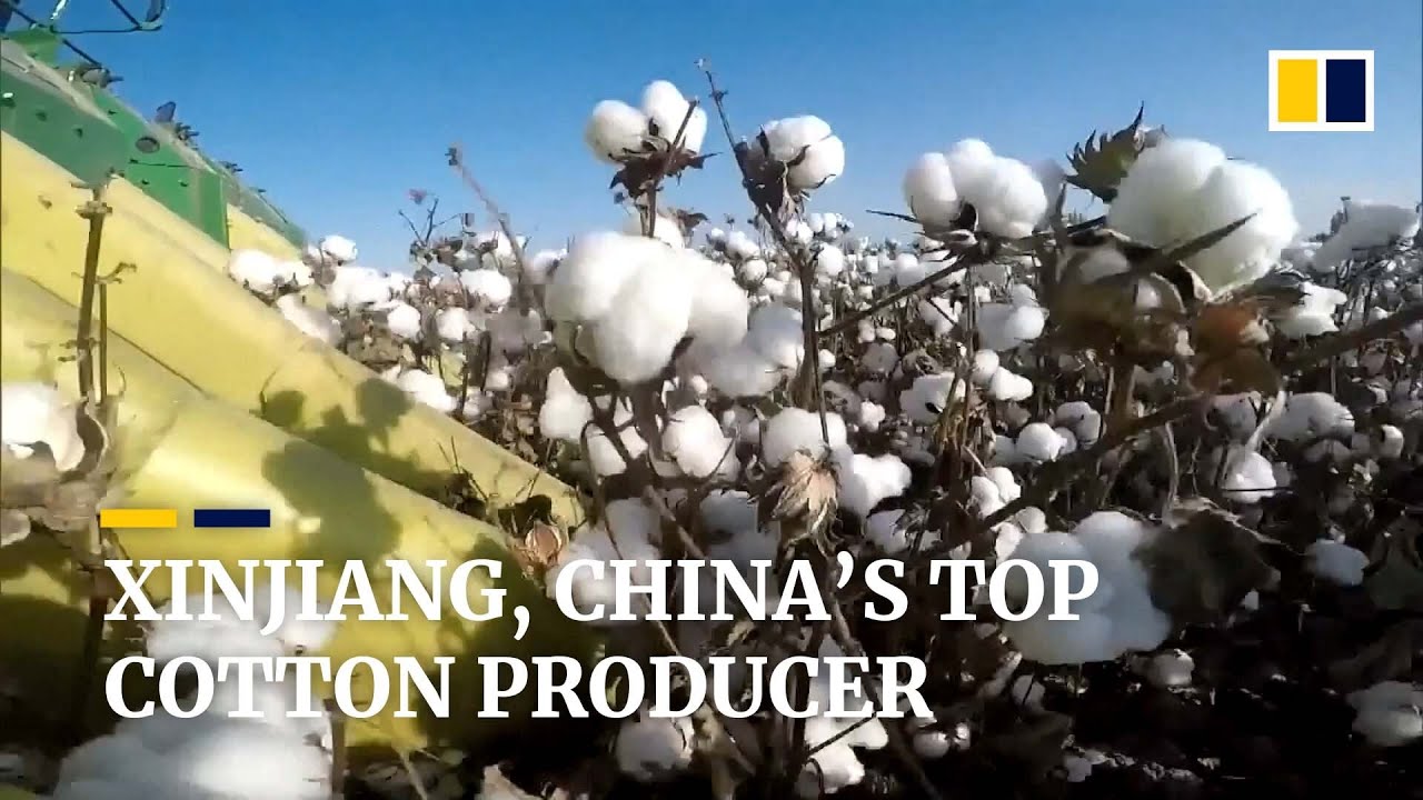 Chinese team injects desert moss gene into Xinjiang cotton to beat fungus, boost output