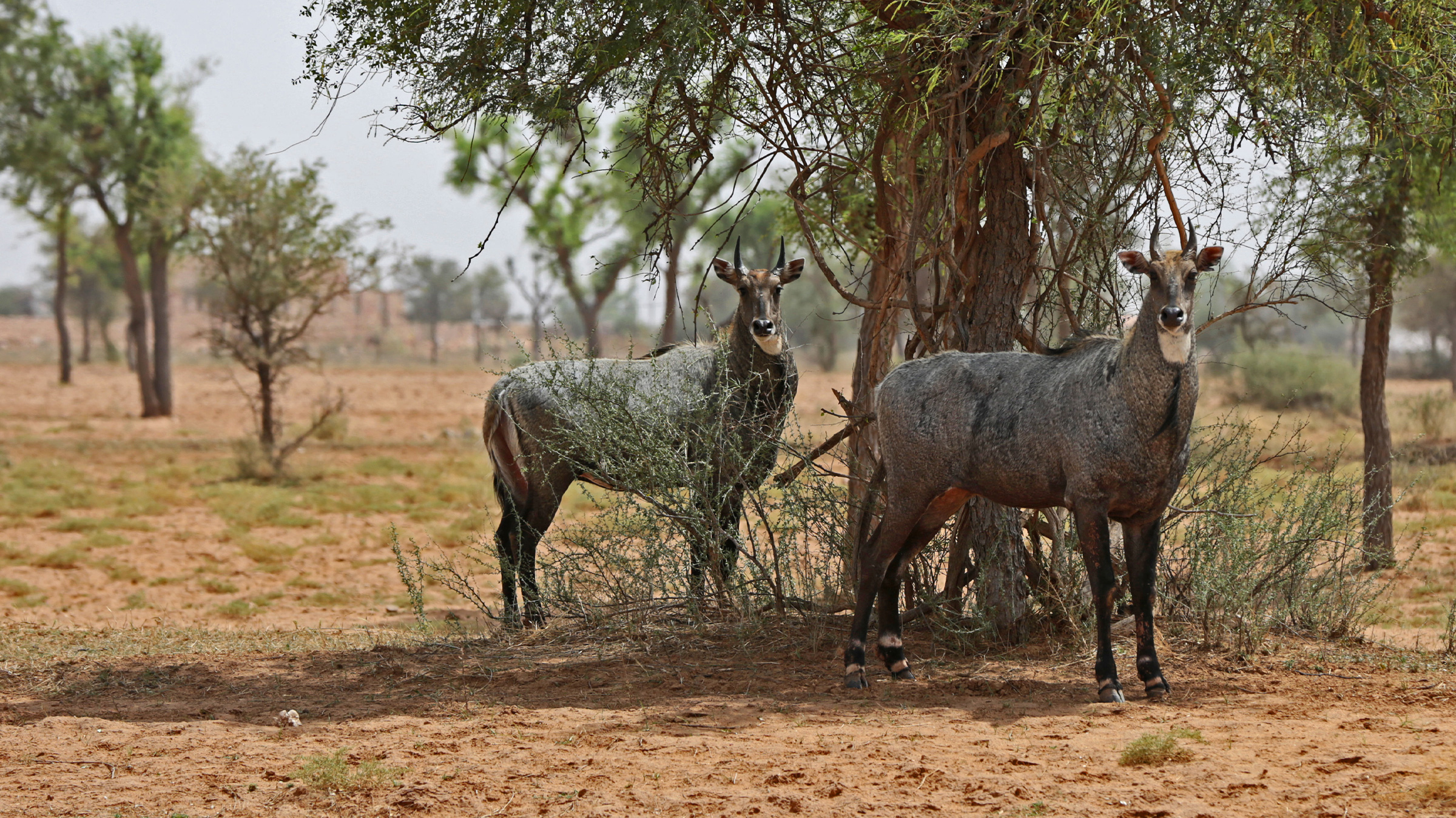 A pair of nilgai in Nepal.
