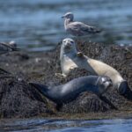 Trumpov navrhovaný rozpočet by tvrdo zasiahol výskum rybolovu aj klímy v NOAA Trumpov navrhovaný rozpočet by tvrdo zasiahol výskum rybolovu aj klímy v NOAA
