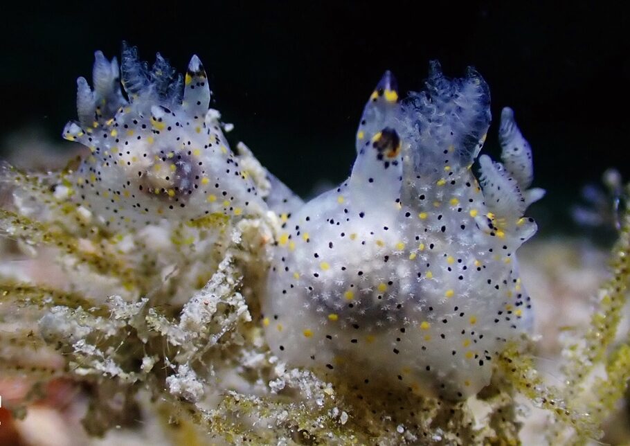 Tiny ‘sesame’ sea slug discovered in Taiwan is first of its genus named in 30 years