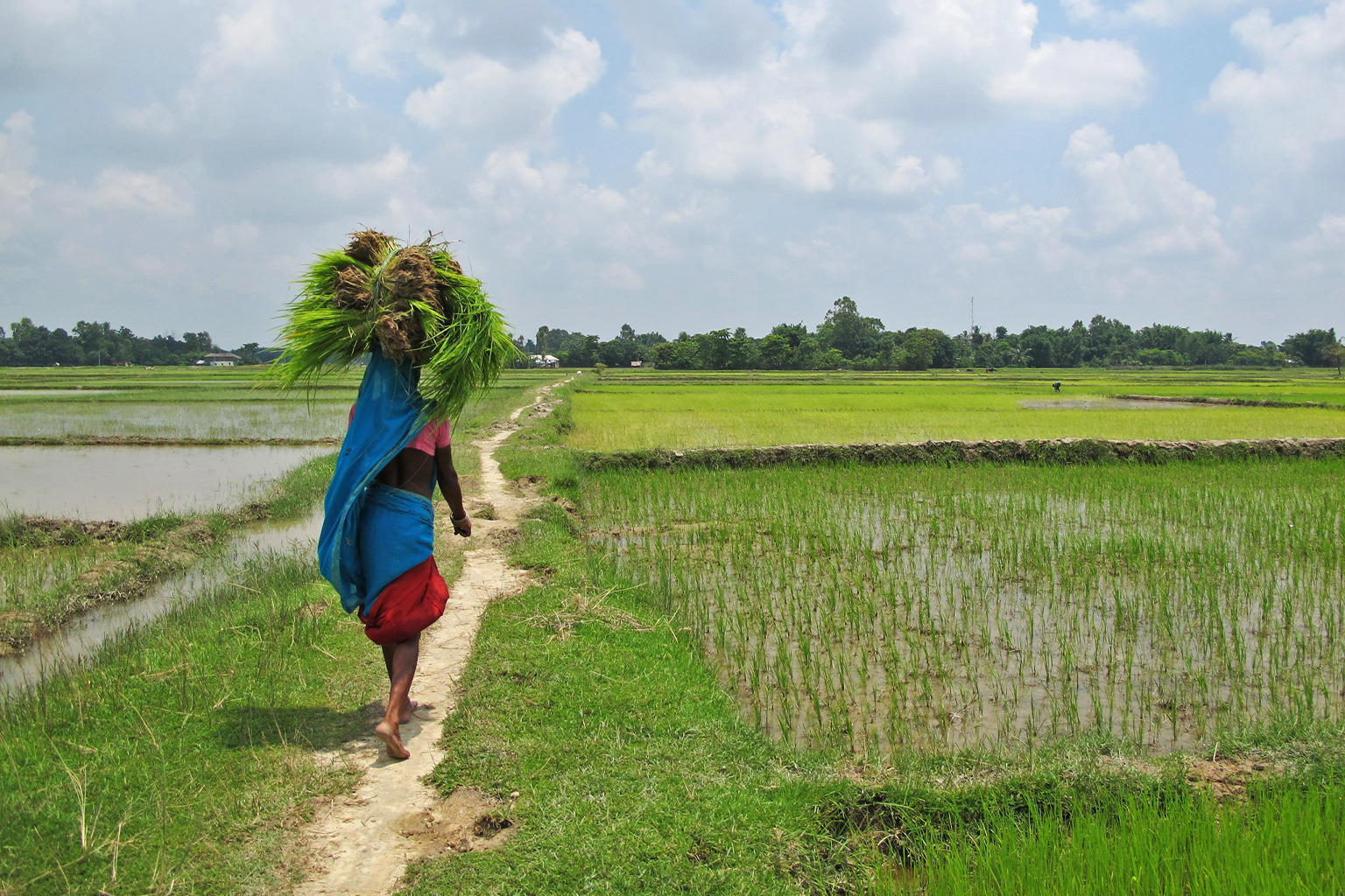 A farmer walks in a rice field in Saptari, Madhesh. Image by The Advocacy Project via Flickr (CC BY-NC-SA 2.0).