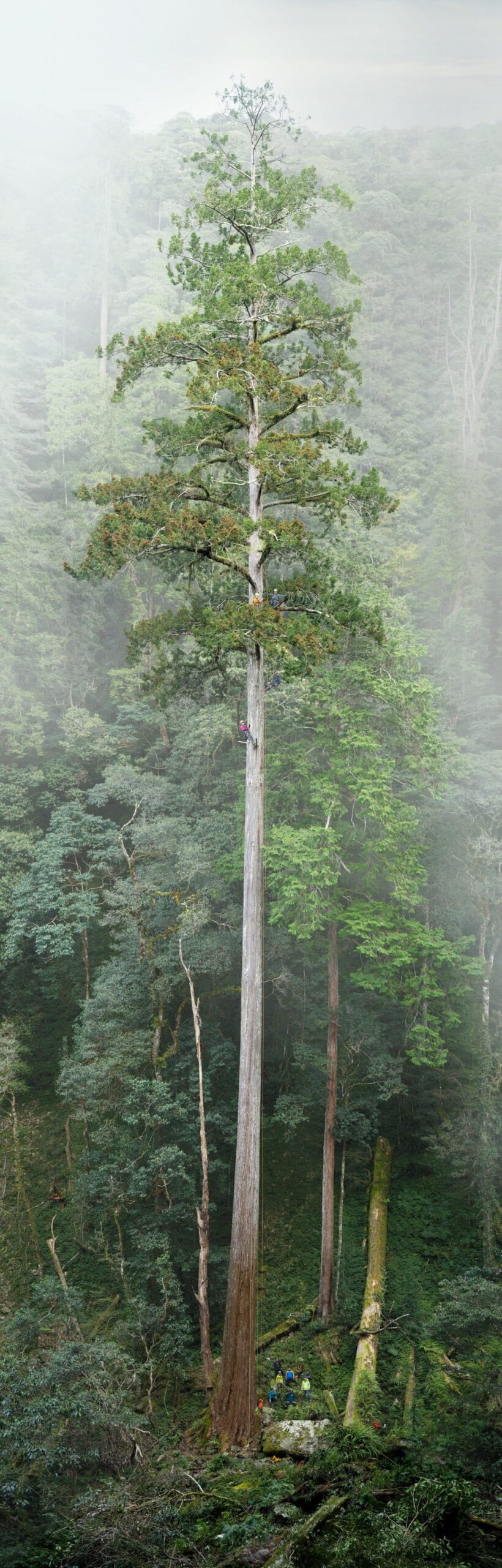 Taiwan’s tallest tree found with help of citizen science