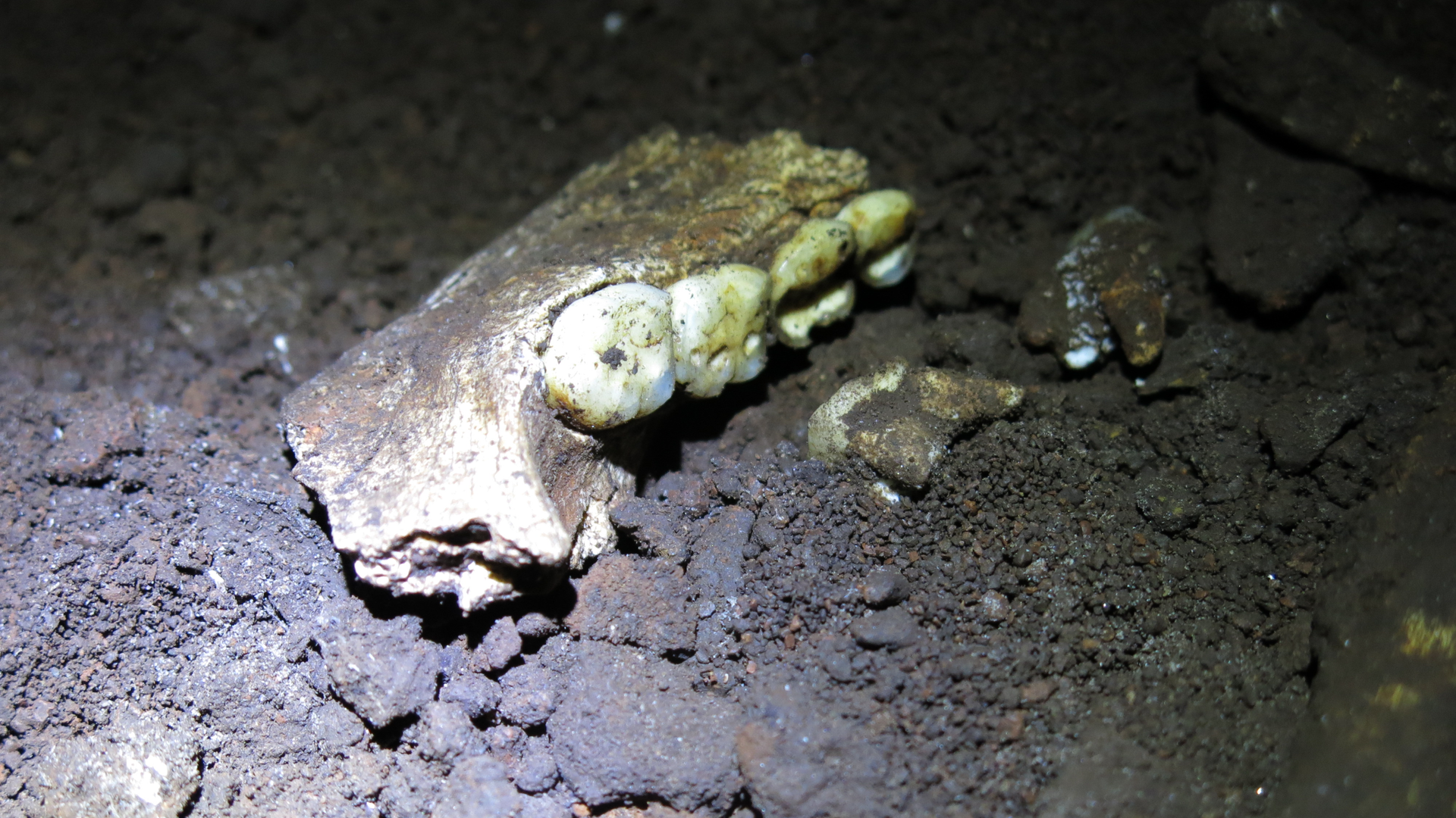 ancient teeth in a jaw on the floor of a cave
