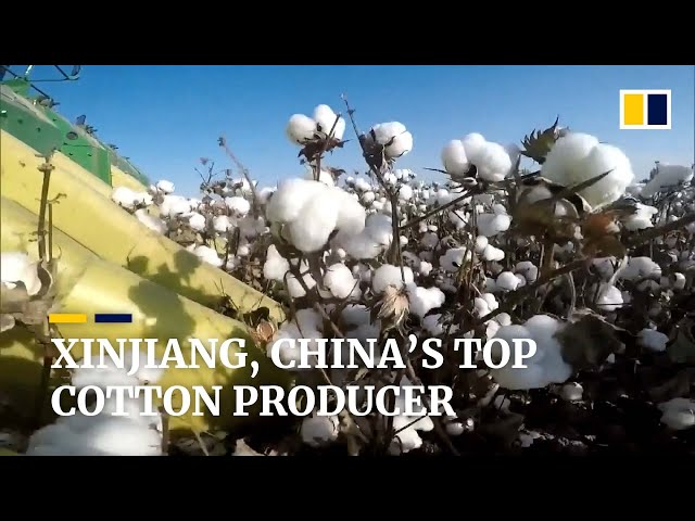 Chinese team injects desert moss gene into Xinjiang cotton to beat fungus, boost output