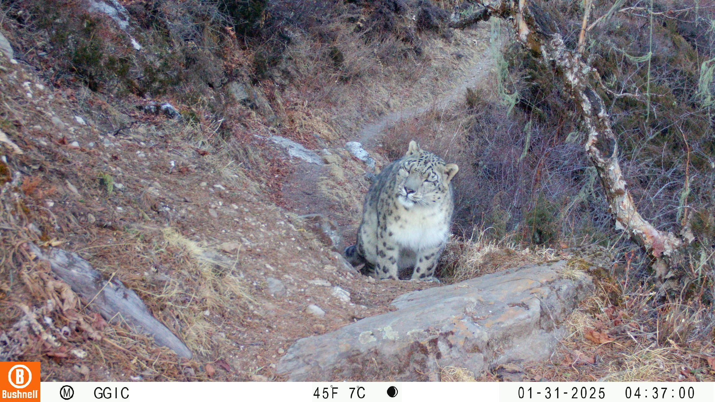 How snow leopards, wolves and leopards share the same Himalayan valley, study