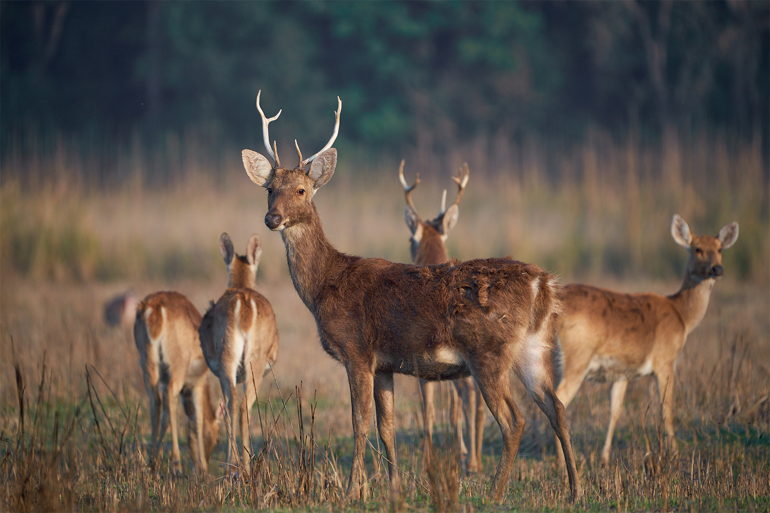 A herd of swamp deer in Nepal.