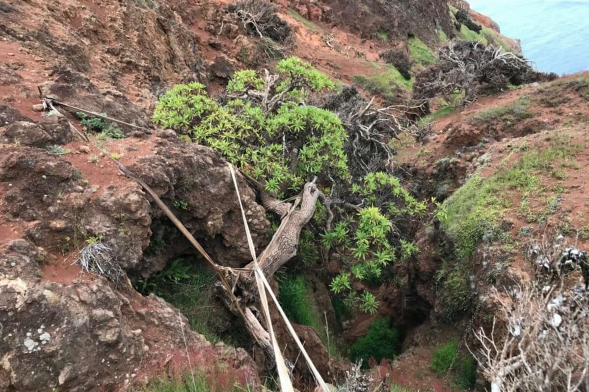 Rare seed collection offers hope for last wild tree of its kind from Chile