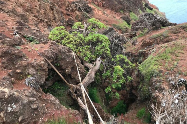 Z posledného voľne rastúceho stromu svojho druhu v Čile odobrali semená. Ochranári sa ho snažia zachrániť
