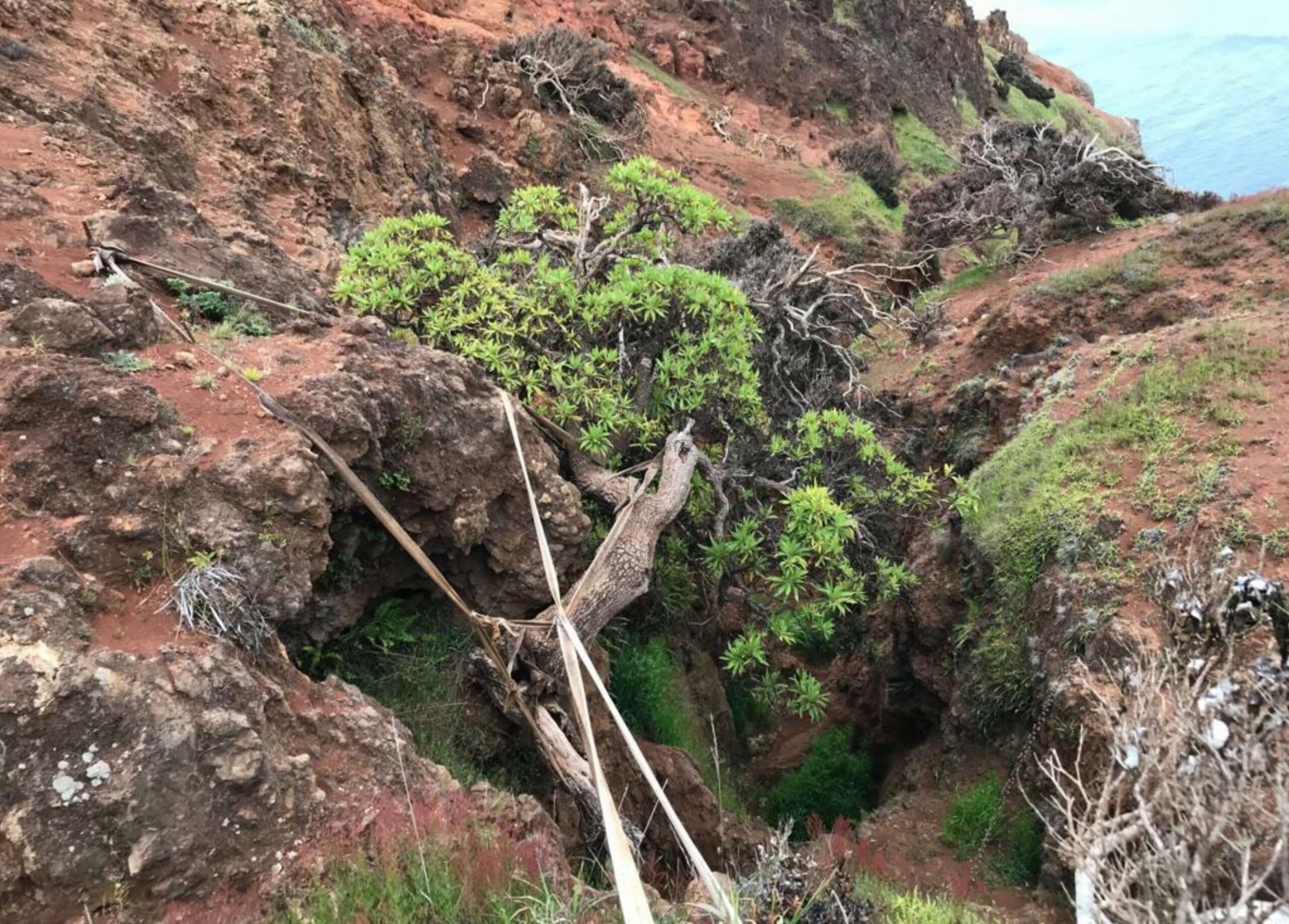 Rare seed collection offers hope for last wild tree of its kind from Chile