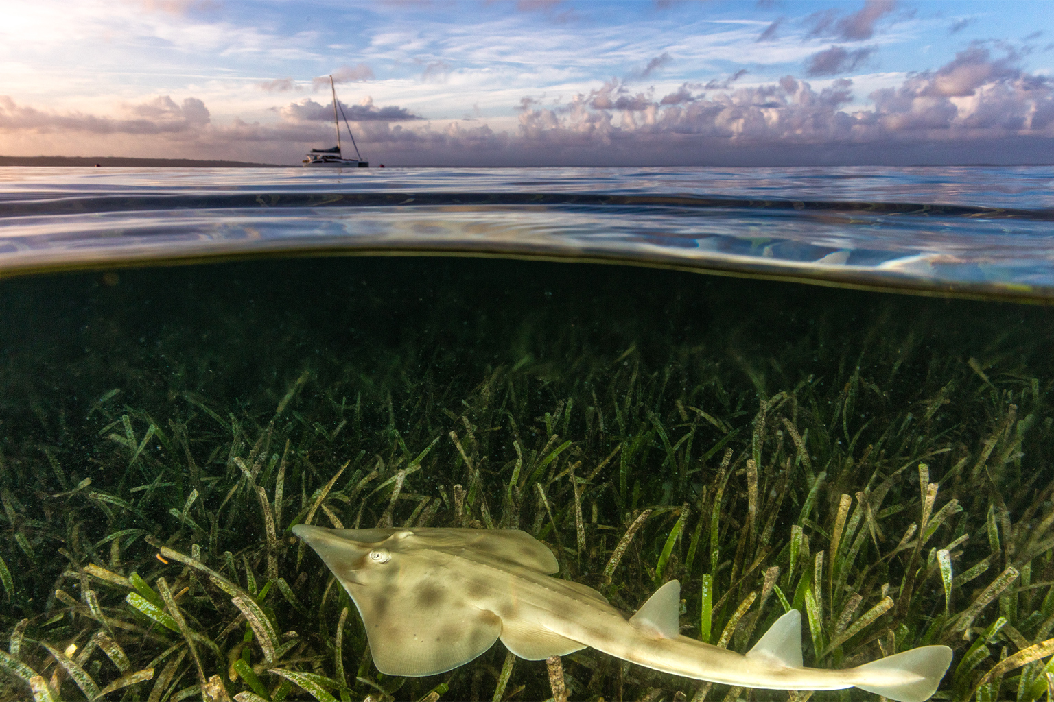 A ray swims overs seagrass in Australia. Image by Jordan Robins / Ocean Image Bank.