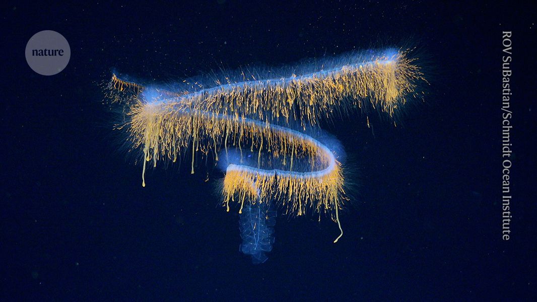 Deep-sea oddities and boatloads of other new species — June’s best science images