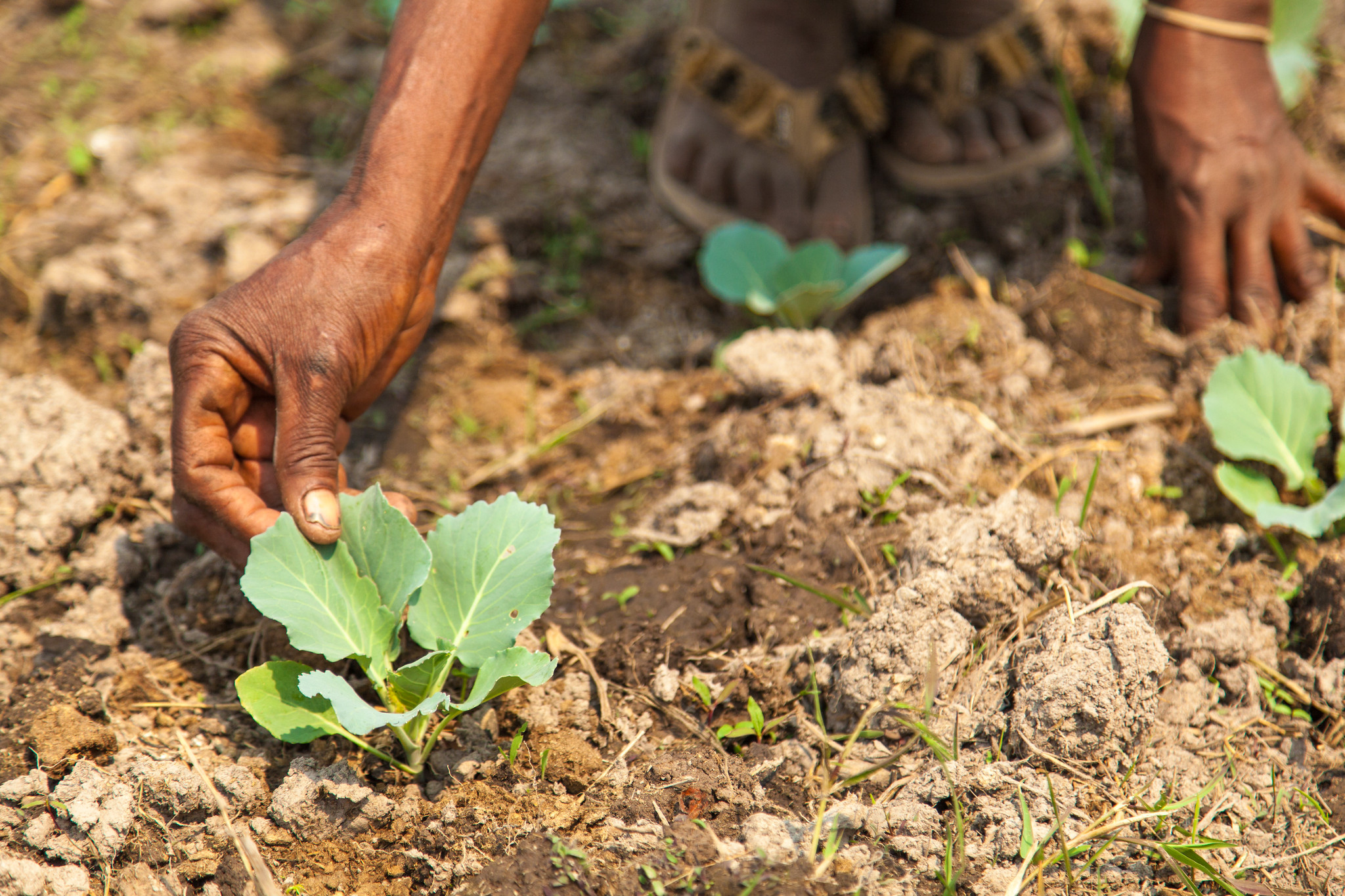 Sifuniso Imbuwa, a local farmer in the Barotse floodplain in Zambia. Photo by Clayton Smith via Flickr (CC BY-NC-ND 2.0).