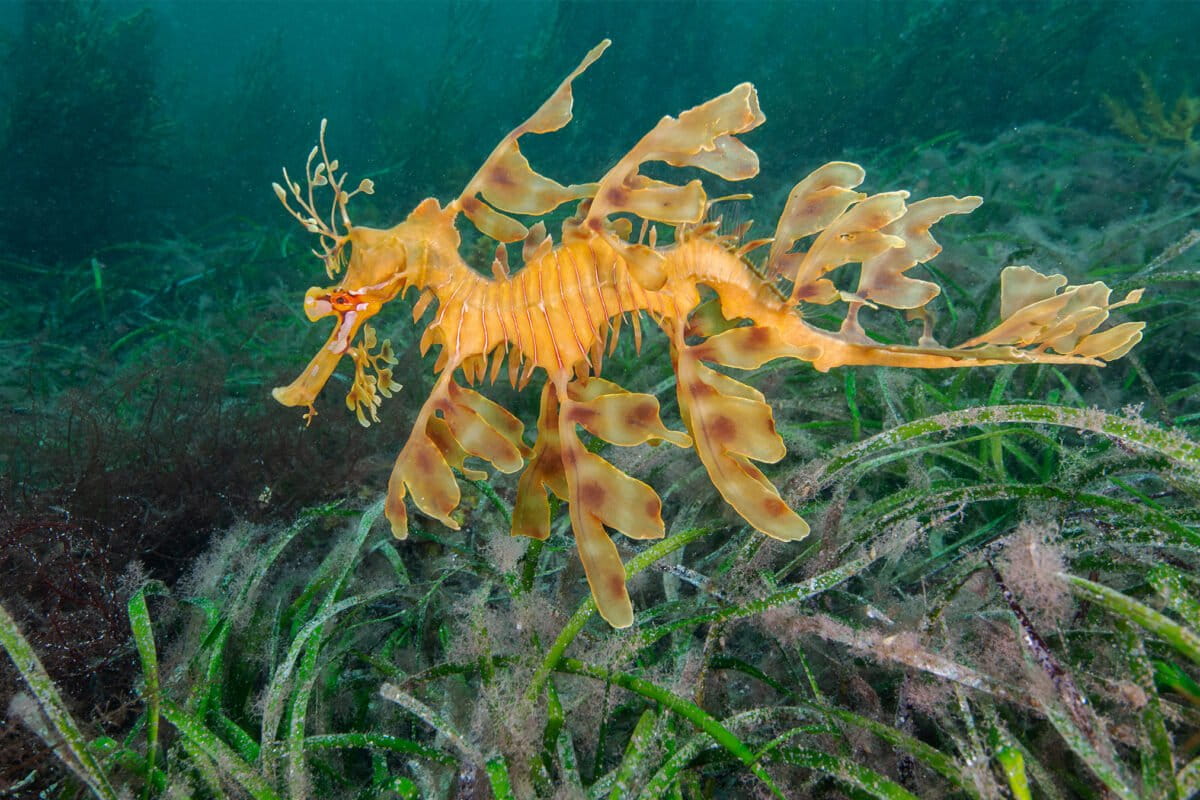 Australia’s seagrass meadows under pressure as climate change turns up the heat