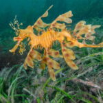Austrálske morské lúky sú pod čoraz väčším tlakom. Otepľovanie ich oslabuje aj na Great Barrier Reef