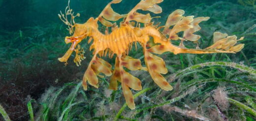 Austrálske morské lúky sú pod čoraz väčším tlakom. Otepľovanie ich oslabuje aj na Great Barrier Reef