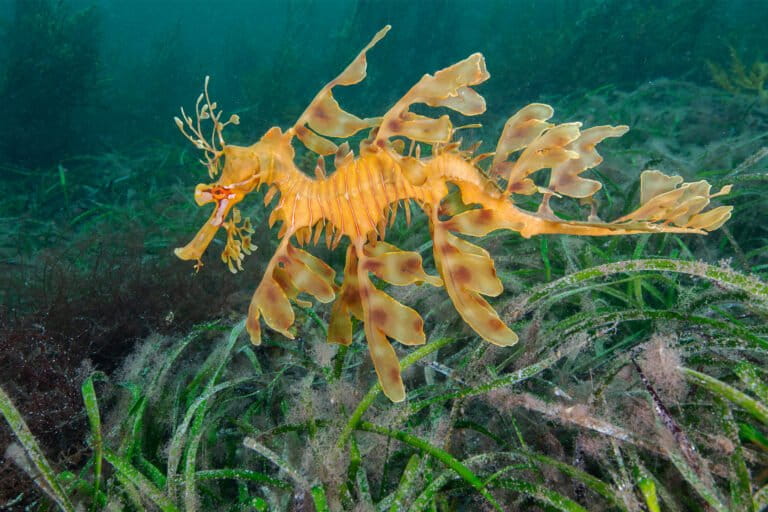 Austrálske morské lúky sú pod čoraz väčším tlakom. Otepľovanie ich oslabuje aj na Great Barrier Reef
