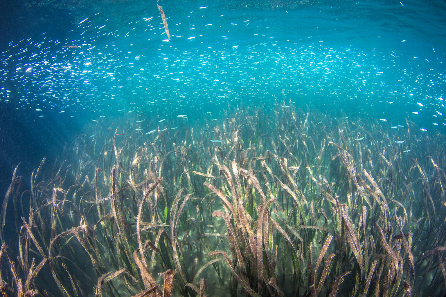 Seagrass meadows are intimately linked to the health of fisheries. For example, Marceadie seagrass meadows in Port Philip Bay produce about 5,000 more fish per hectare per year than nearby unvegetated areas. Image by Matt Curnock / Ocean Image Bank.