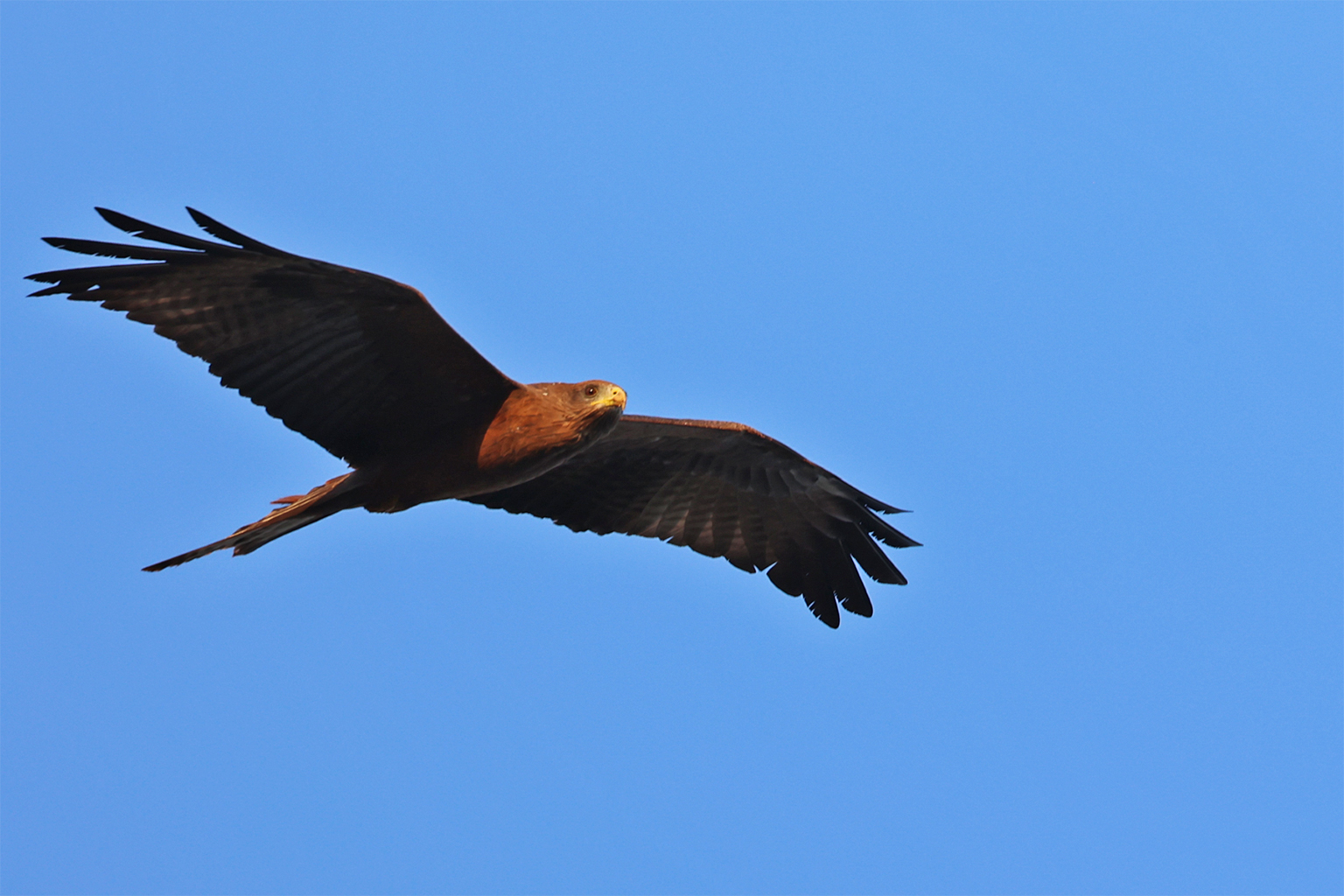 A yellow-billed kite flying