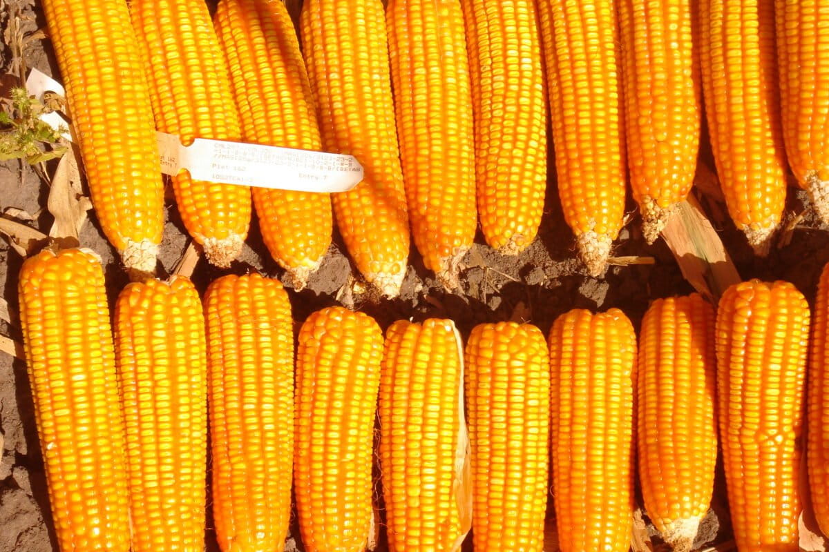 Zambia’s bumper harvest masks likely food insecurity amid geopolitics and climate threats