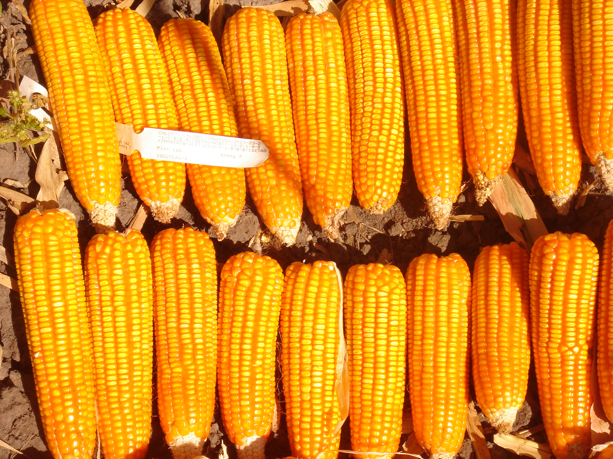 Zambia’s bumper harvest masks likely food insecurity amid geopolitics and climate threats