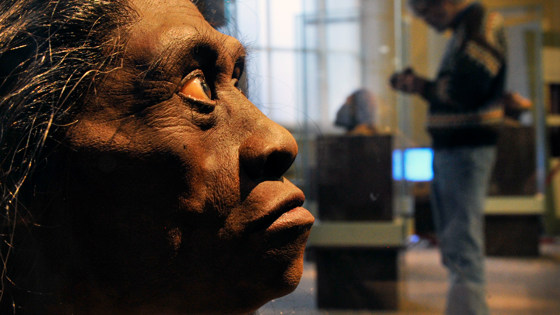 a reconstruction of a H. floresiensis woman looking into the distance