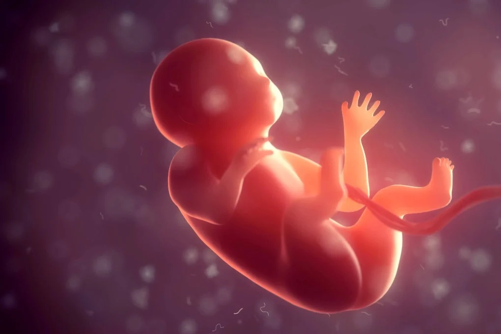 Čínski vedci skúmali vznik ľudských pohlavných buniek vo vesmíre. Mikrogravitácia mu nepraje