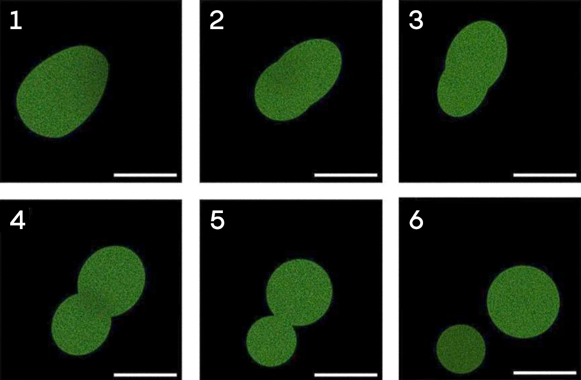 Six frames of a green oval-shaped blob on a black background show the sequence as one cell divides into two.