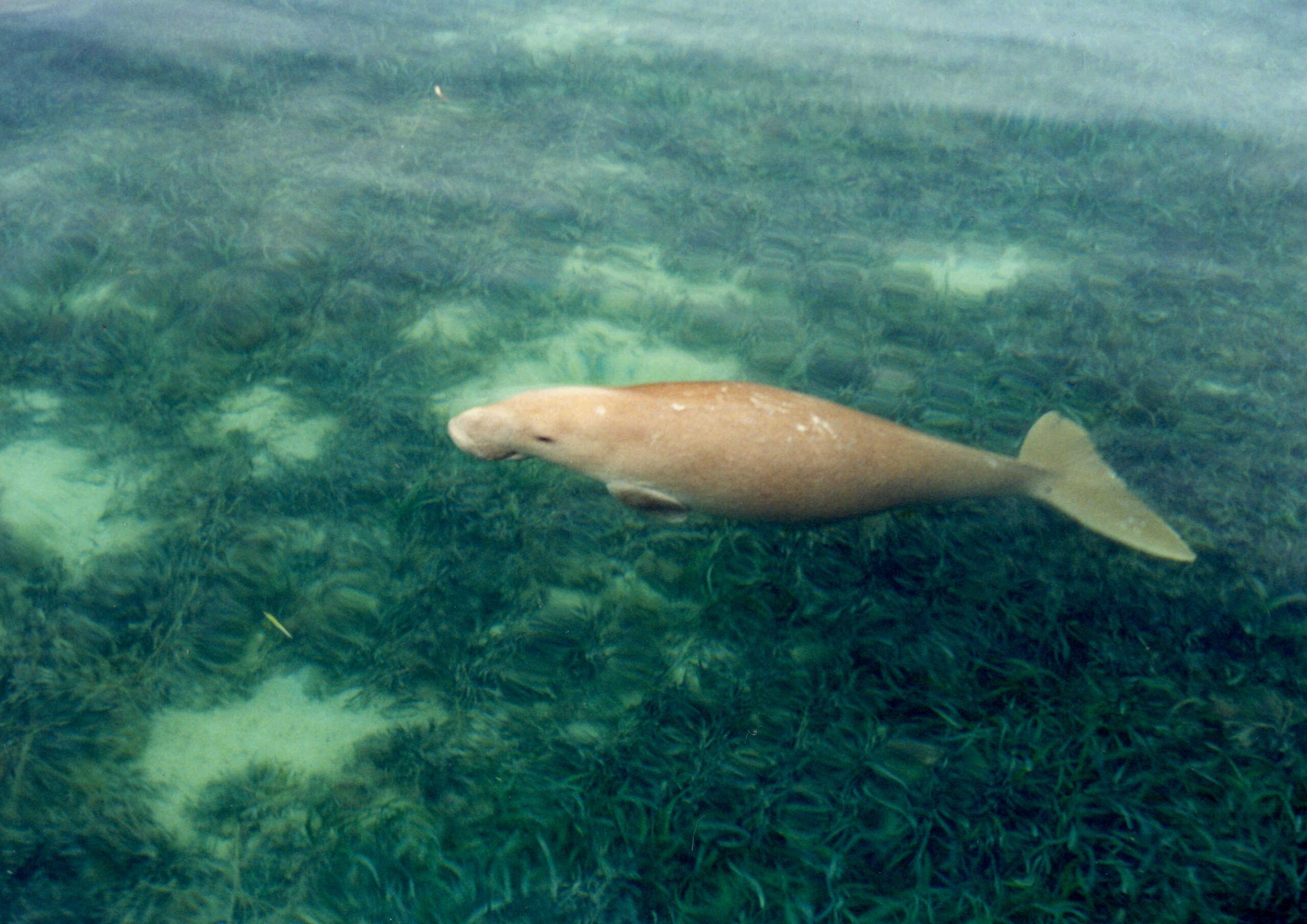 A dugong swims over seagrass in Shark Bay. Image courtesy Shark Bay Seagrass Restoration.