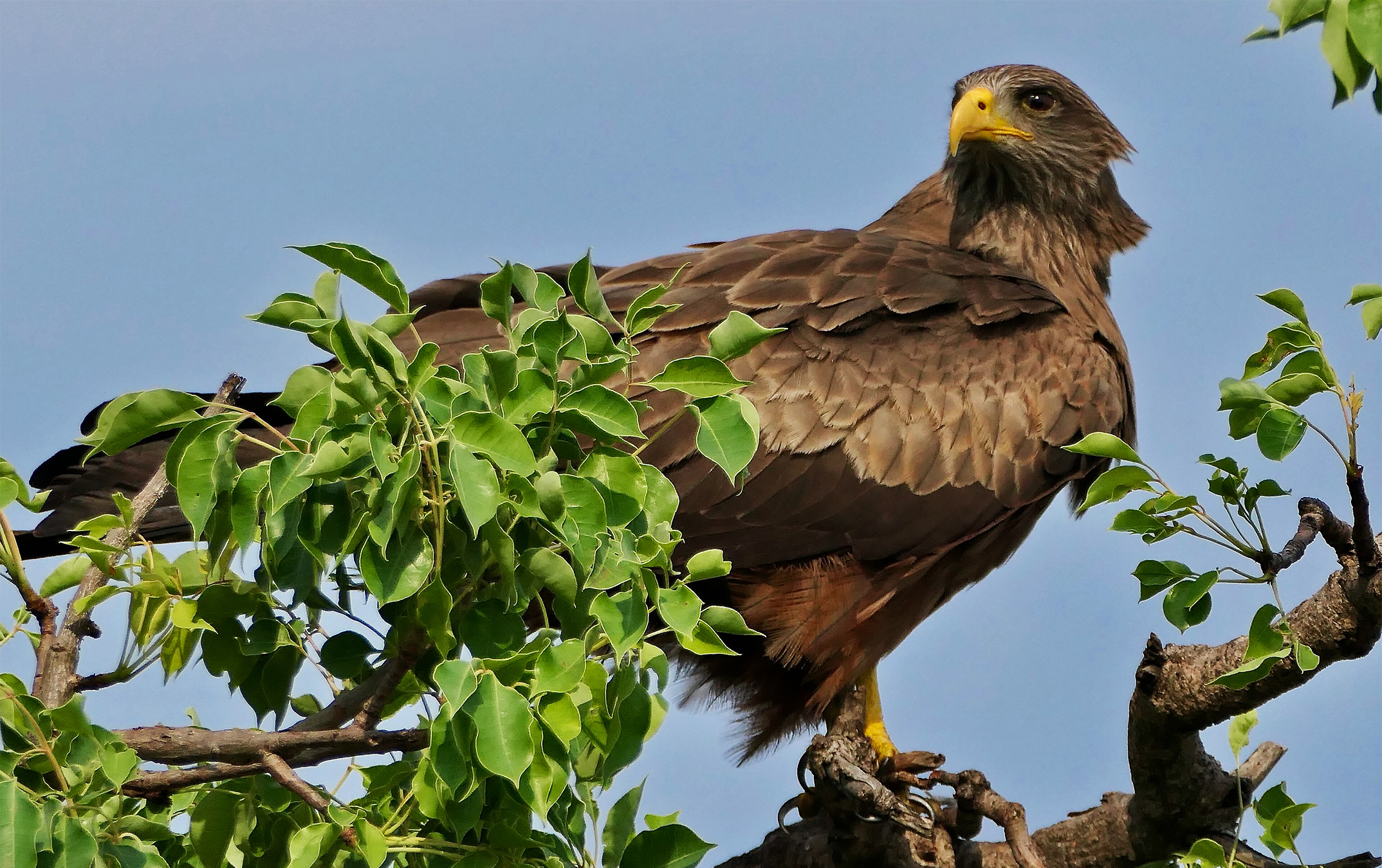 Belief-based use increasing threat to yellow-billed kite, an important African scavenger
