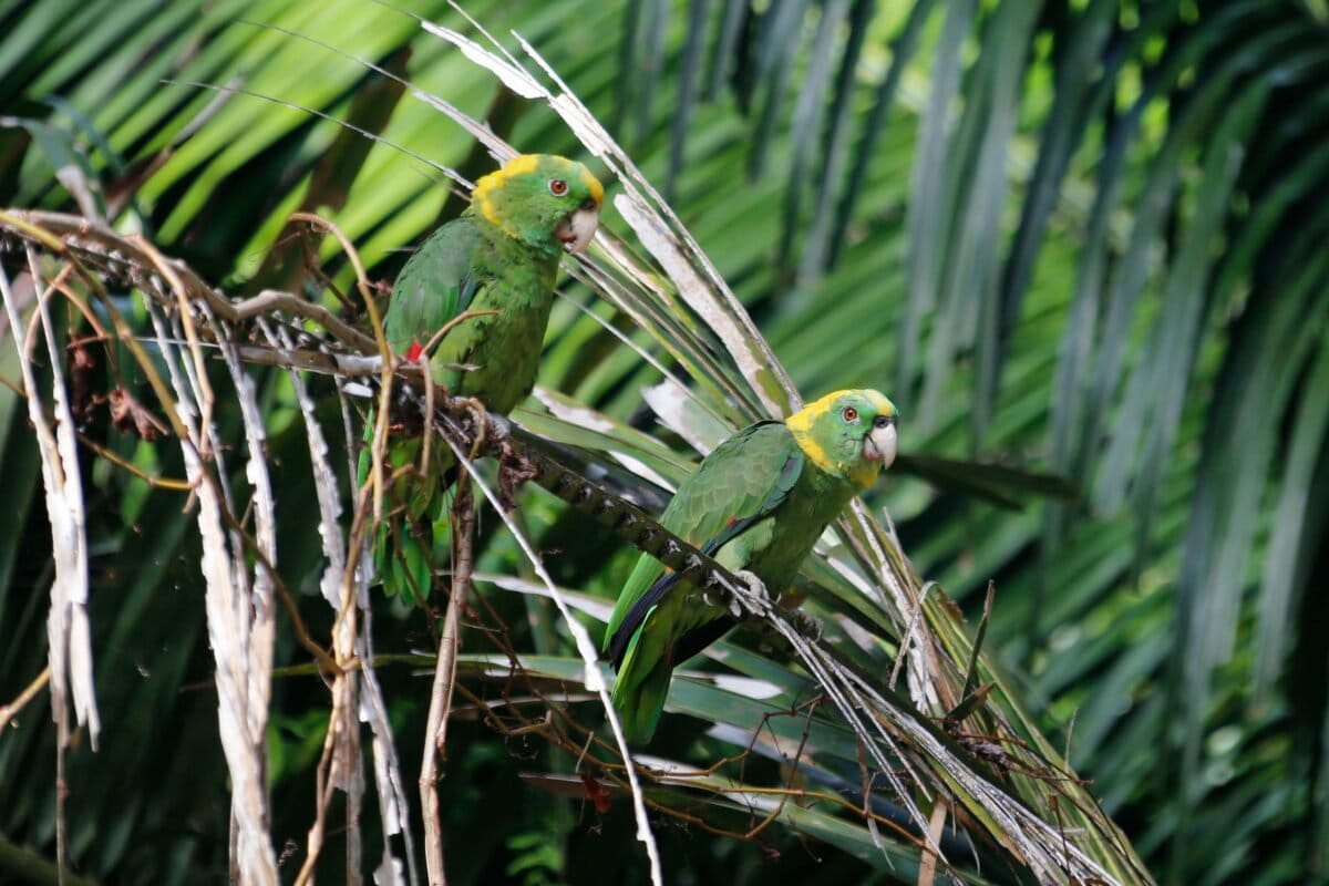 What are these parrots saying?