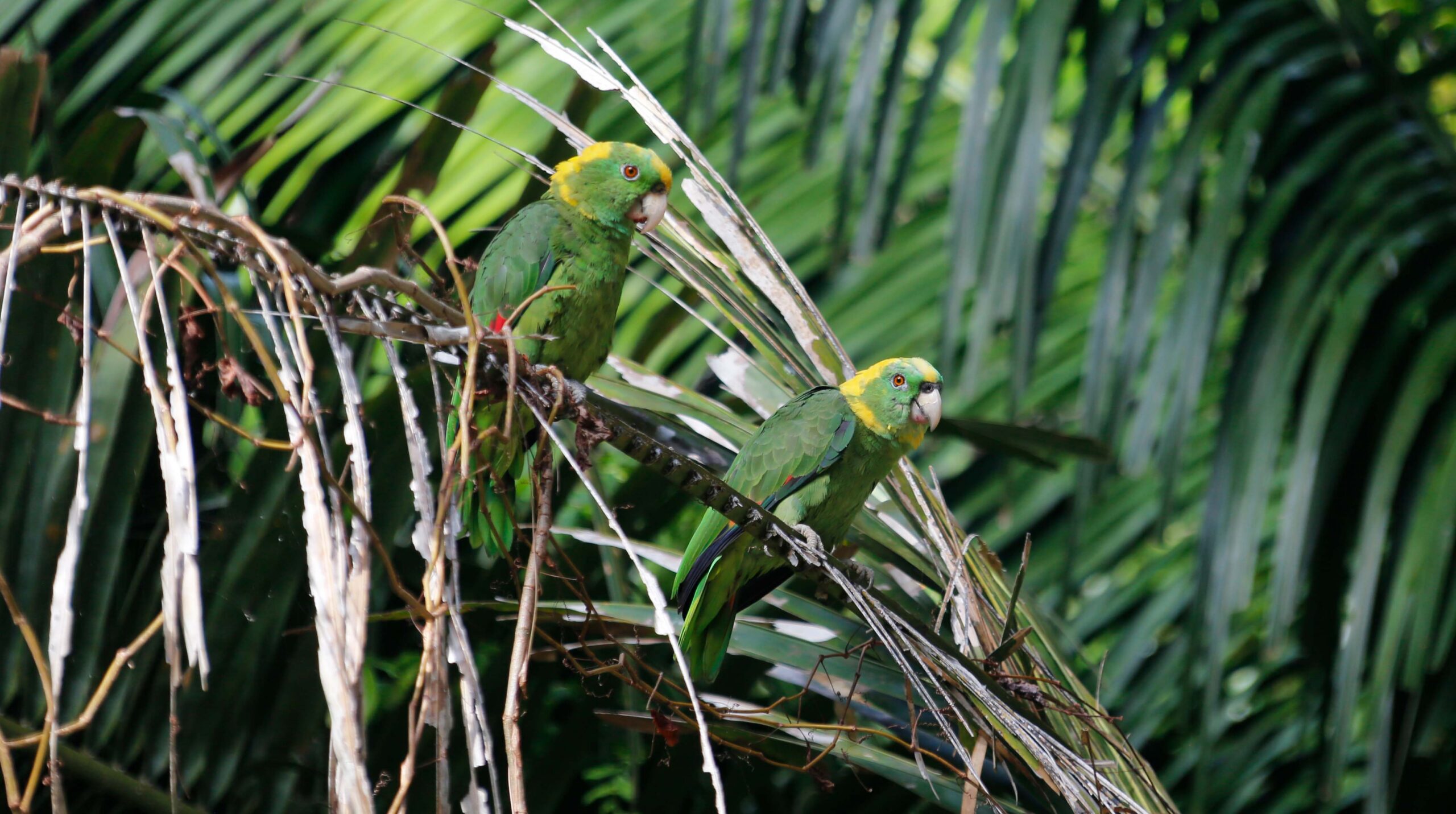 What are these parrots saying?