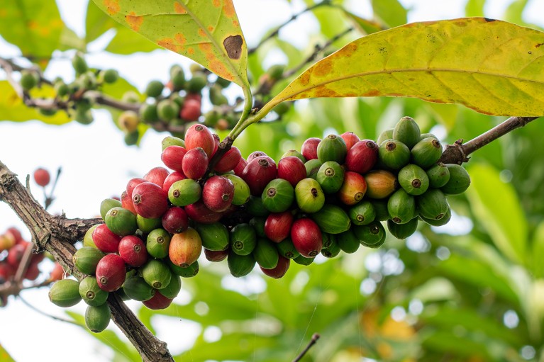 Close-up of Liberica coffee berries growing on a branch, at various stages of ripeness, shown by green, yellow and red colouration.