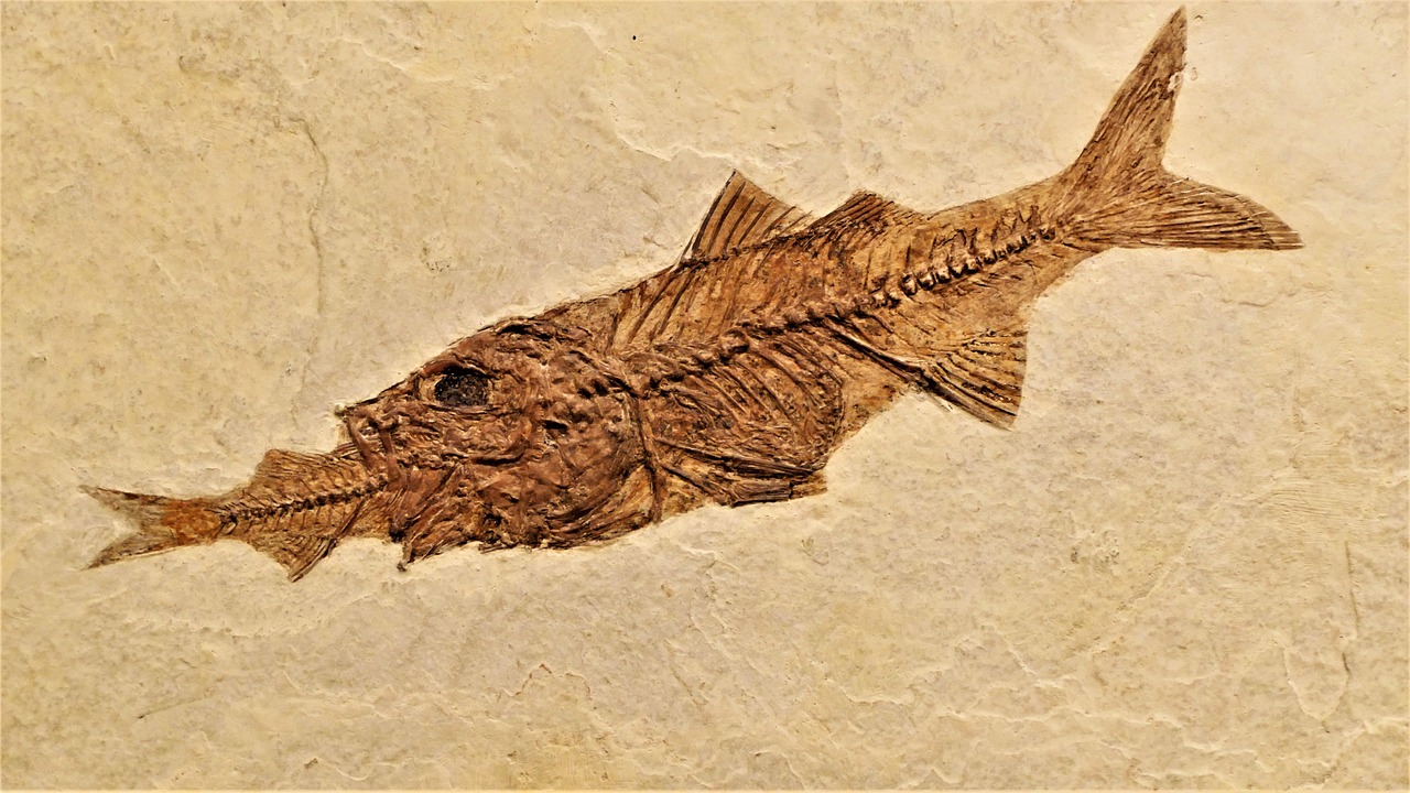 fish, fossil, perch, rock, skeleton, paleontology, science, marine, archeology, old, bone, ancient, stone, sea, fossilized, geology, nature, life, animal, dead, museum, spine, petrified, texture, creation, bible, flood, orange animals, orange sea, orange life, orange science, brown science, orange bible, brown bible, orange ocean, orange rock, orange fishing, orange old, orange stone, fossil, fossil, fossil, fossil, fossil, ancient, fossilized, creation, creation, creation, bible