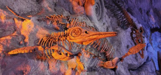 ancient, animal, archeology, bone, dead, dinosaur, evolution, extinct, fish, fossil, fossilized, history, marine, nature, paleontology, prehistoric, sea, shell, skeleton, teeth