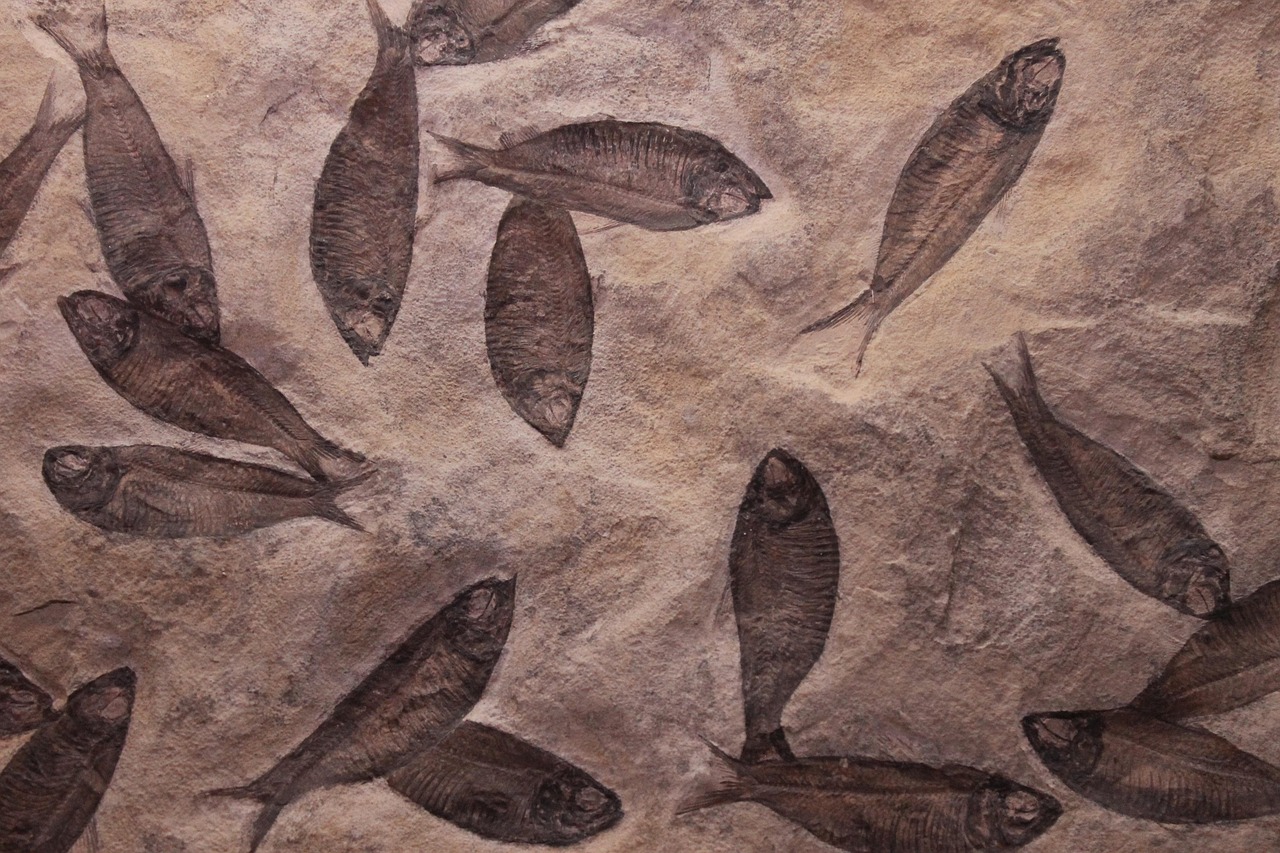 fish, fossil, fossilized, dead, skeleton, paleontology, archeology, sea, prehistoric, old, rock, museum, shetland, brown, dark, antique, nature, jurassic