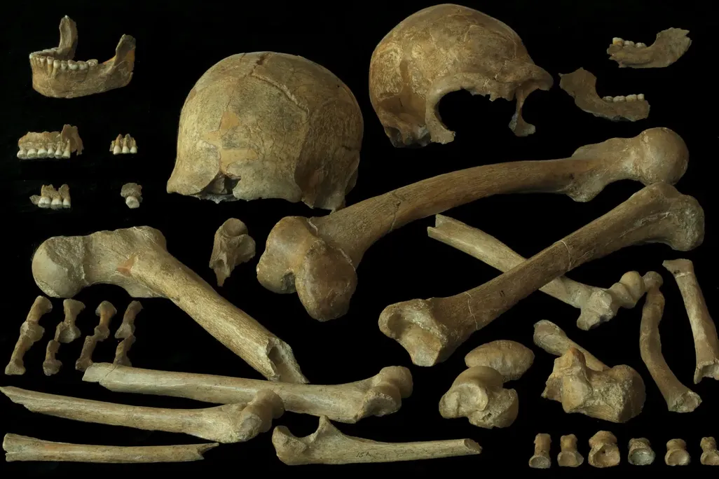 Why Did Neanderthals Go Extinct? Inbreeding Probably Wasn’t to Blame for Their Demise in Northwestern Europe, a Study Suggests