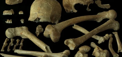 Neskorí neandertálci v Belgicku a Francúzsku zrejme nevymierali pre príbuzenské kríženie