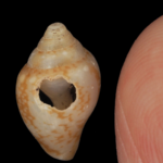 Jaskyňa v Turecku naznačuje dlhú kultúrnu kontinuitu medzi neandertálcami a Homo sapiens
