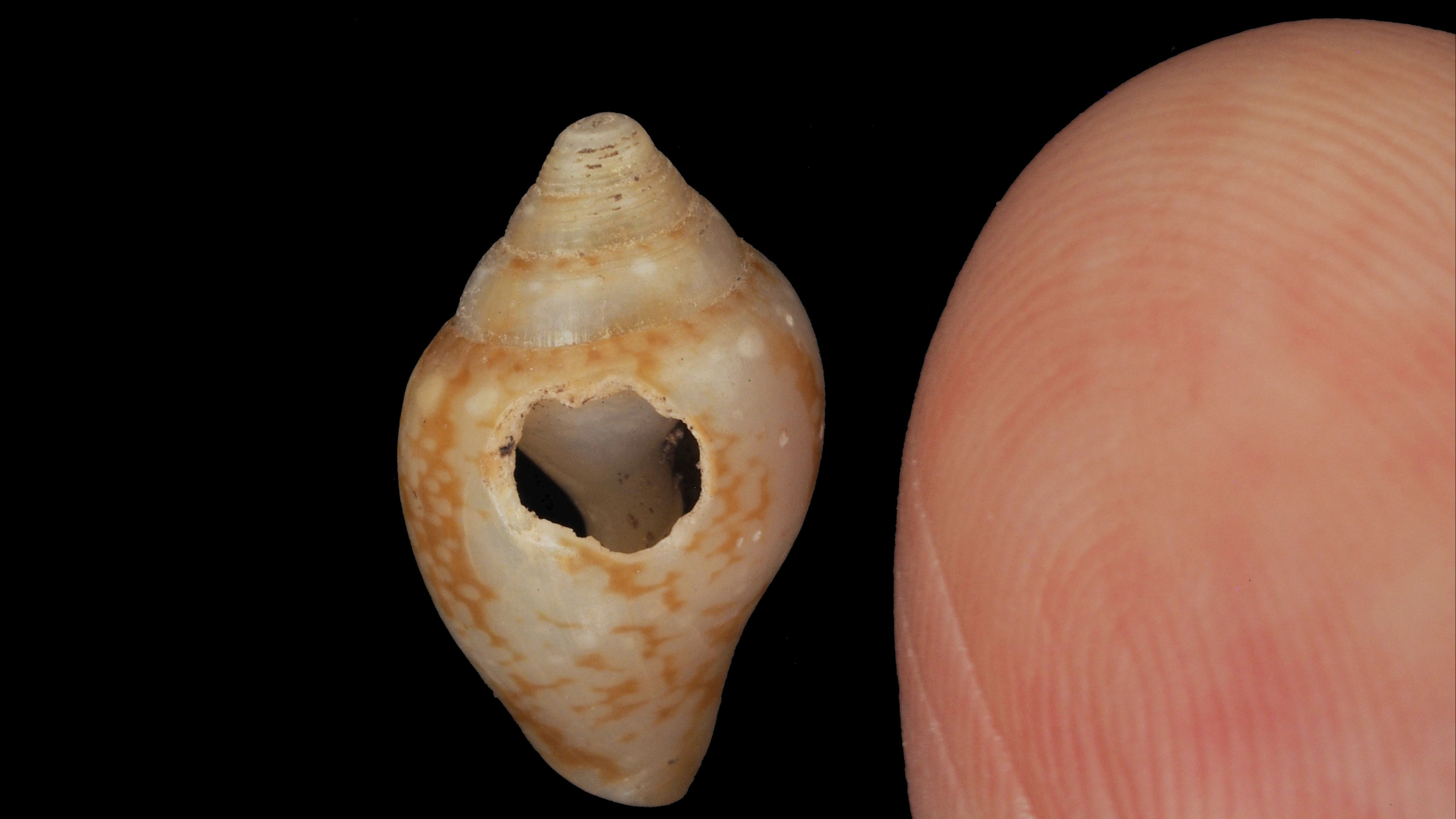 Neanderthals and modern humans may have shared culture 59,000 years ago in Turkey, study finds