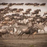 Stopy v zuboch menia obraz dávnych migrácií afrických zvierat Do Africa’s Mass Animal Migrations Extend Into Deep Time?
