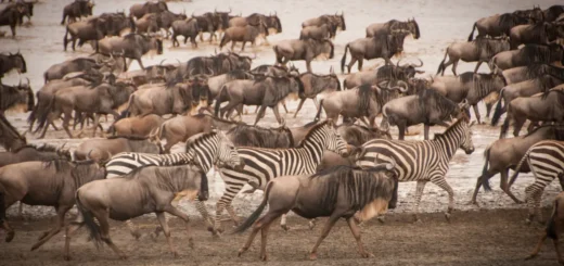 Do Africa’s Mass Animal Migrations Extend Into Deep Time?
