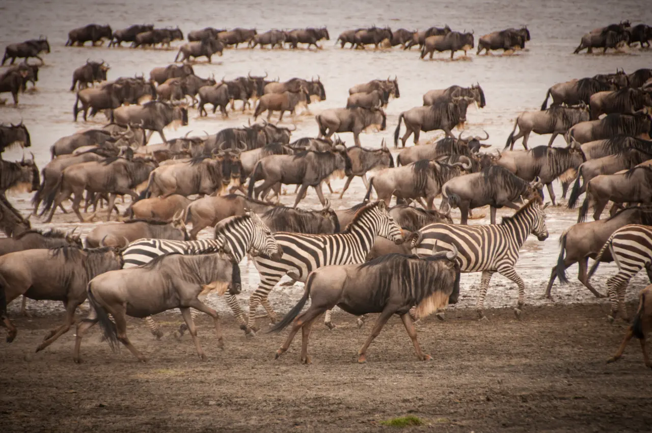 Do Africa’s Mass Animal Migrations Extend Into Deep Time?