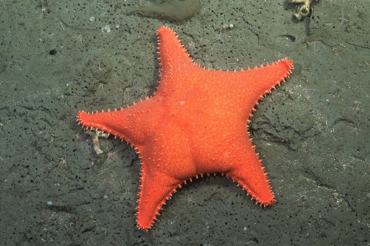 ‘Patrick’ sea star went viral, but Argentine deep-sea canyon held 57 new species