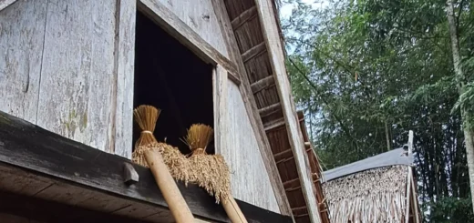Ryža ako životná sila: čo o sebe prezrádza dedina na západe Jávy