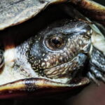Obchod s exotickými domácimi zvieratami podľa vedcov zbytočne zvyšuje riziká pre prírodu aj zdravie. Riešenia by pritom mohli prísť rýchlo Obchod s exotickými domácimi zvieratami podľa vedcov zbytočne zvyšuje riziká pre prírodu aj zdravie. Riešenia