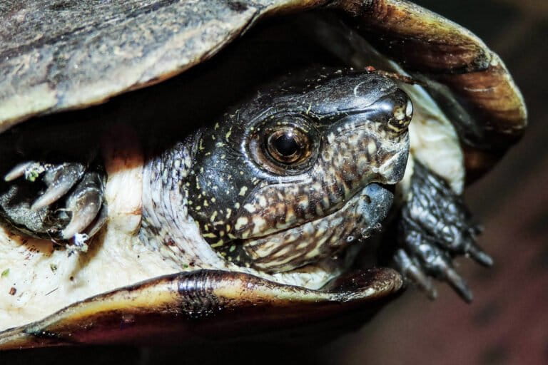 Obchod s exotickými domácimi zvieratami podľa vedcov zbytočne zvyšuje riziká pre prírodu aj zdravie. Riešenia