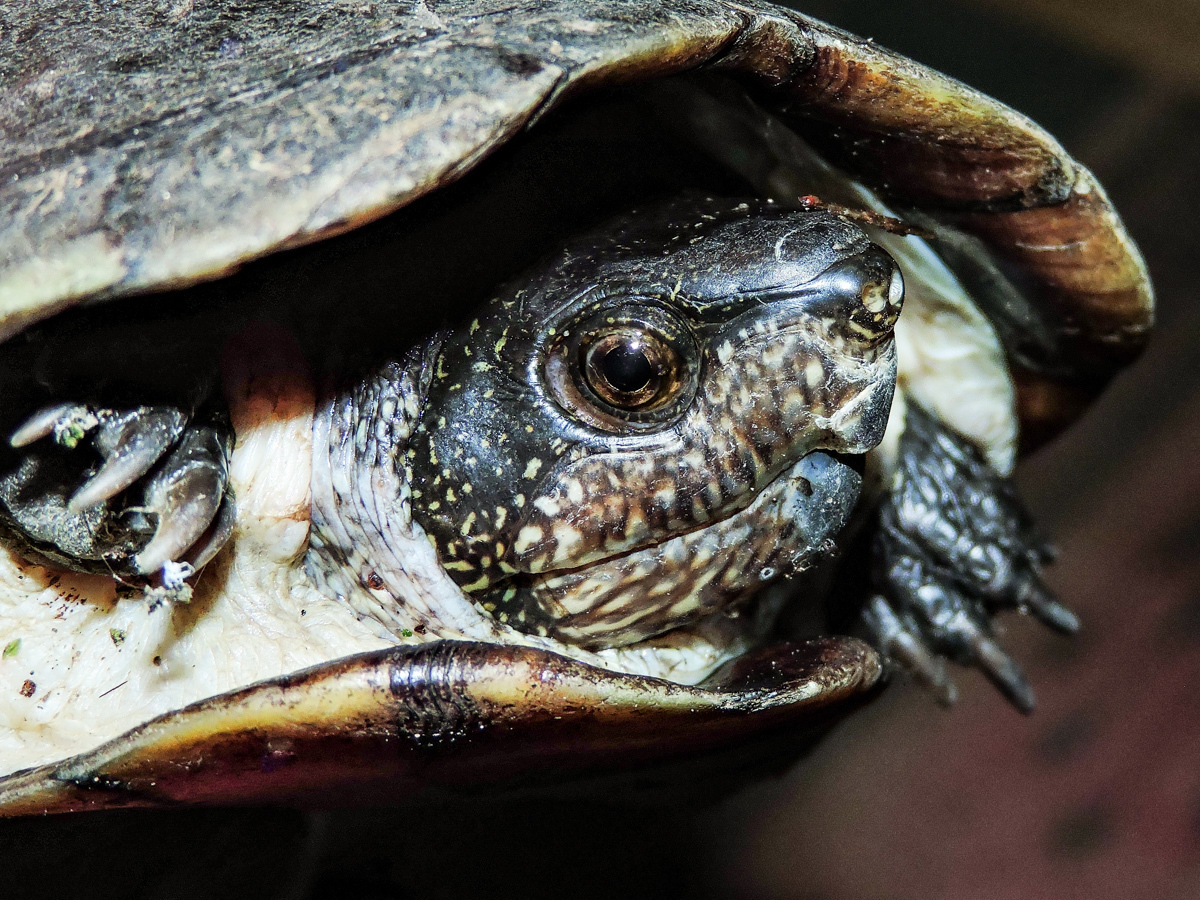 Solutions to the risks posed by the global pet trade could be enacted quickly