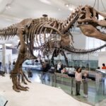 Tyrannosaurus rex: z osamelého tyrana sa stáva spoločenské zviera A dinosaur fossil in a museum