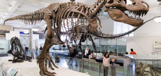A dinosaur fossil in a museum