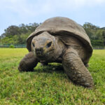 Jonathan žije 194 rokov. Vedci našli v jeho génoch 287 variantov, ktoré tlmia starnutie Genetic analysis of the world's oldest land animal reveals secret of living 194 years